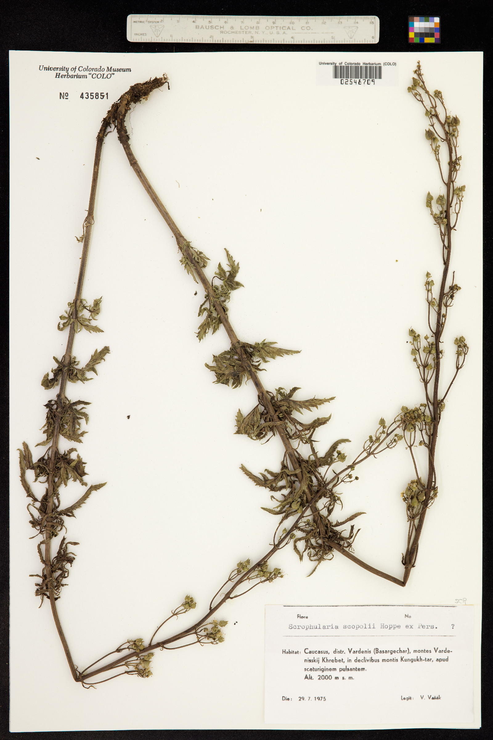 Scrophularia scopolii image