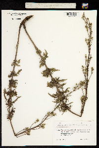 Image of Scrophularia scopolii