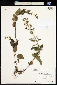 Scrophularia scopolii image