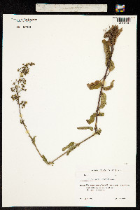 Image of Scrophularia umbrosa