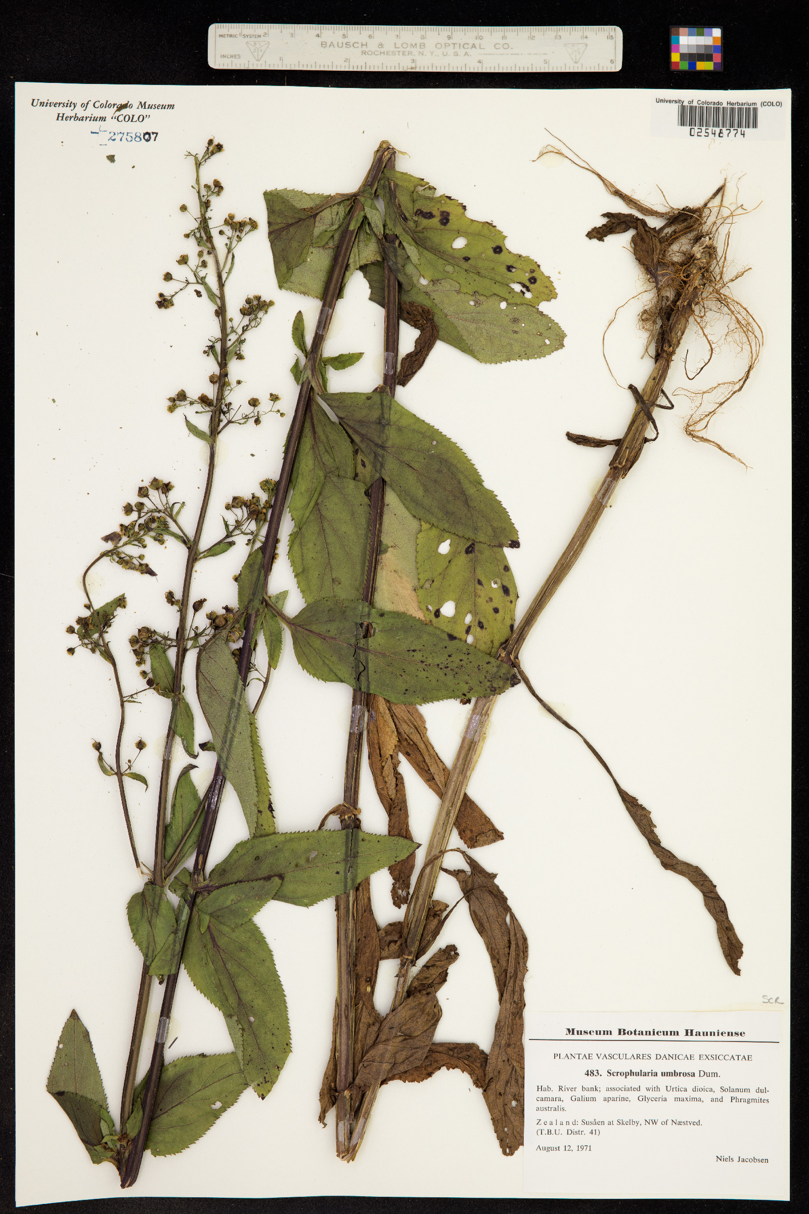 Scrophularia umbrosa image