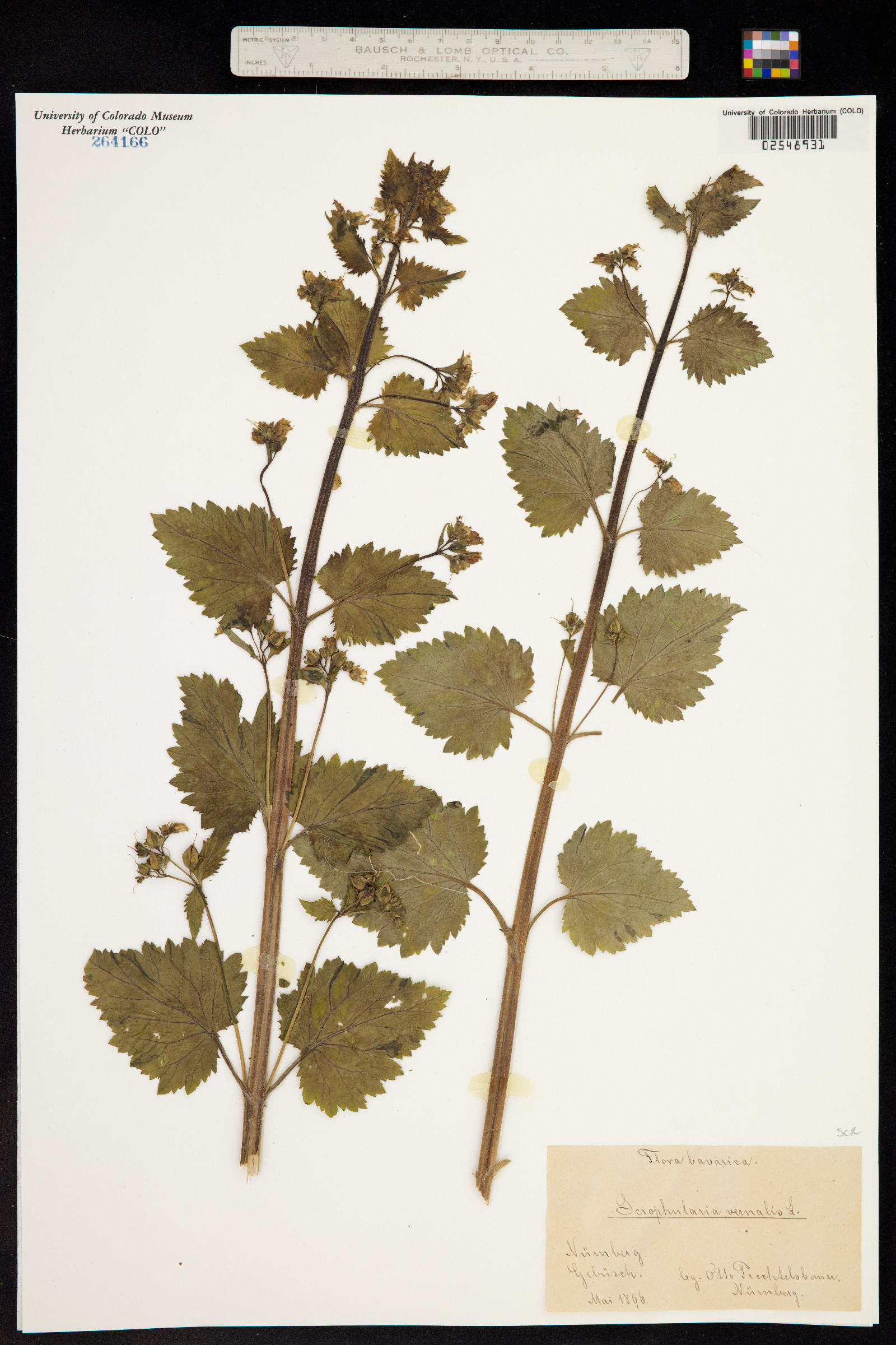 Scrophularia vernalis image