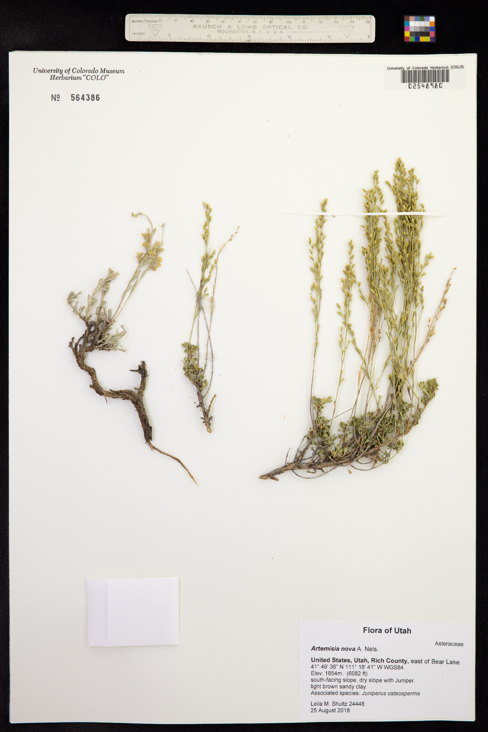 Artemisia nova image