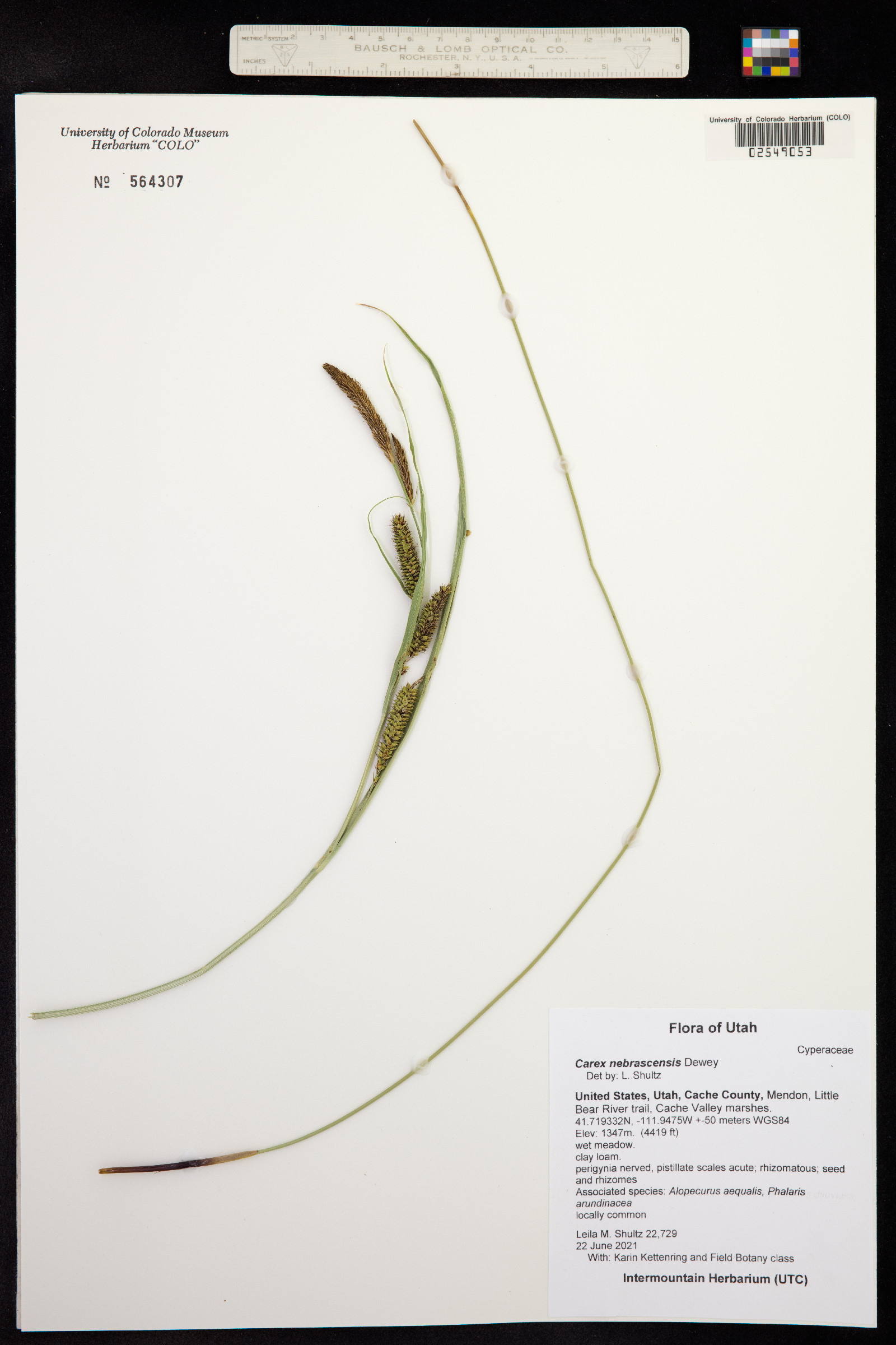 Carex nebrascensis image