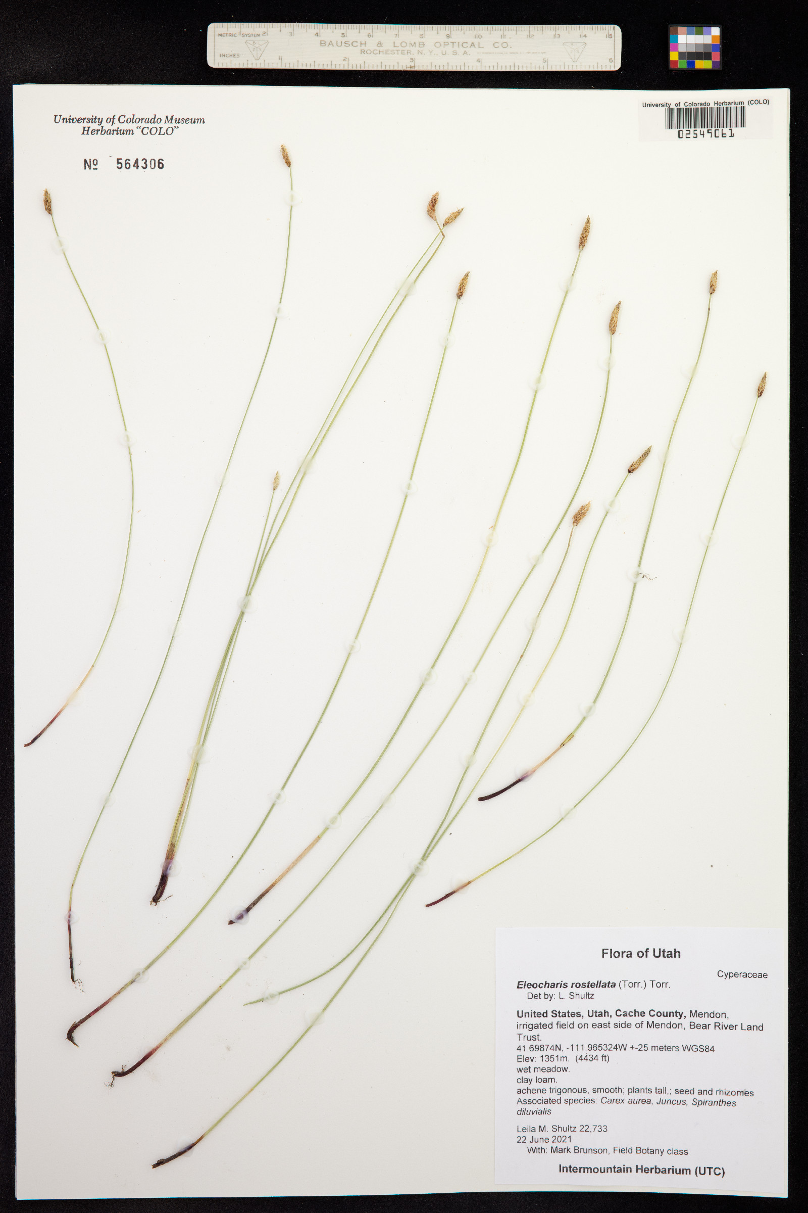 Eleocharis rostellata image