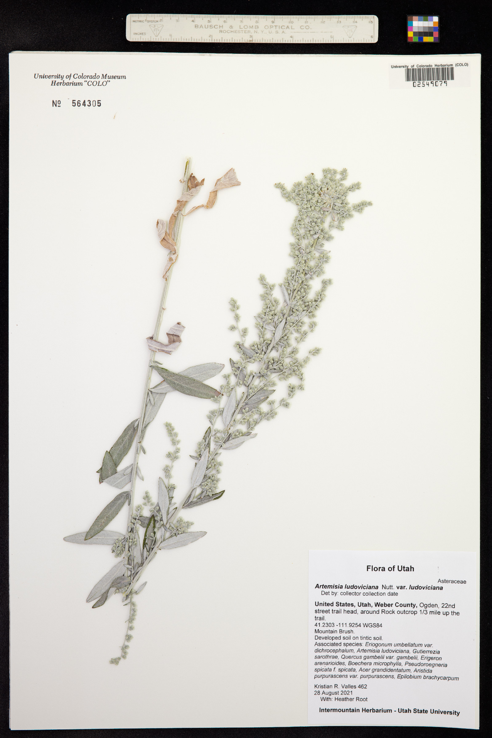 Artemisia ludoviciana image