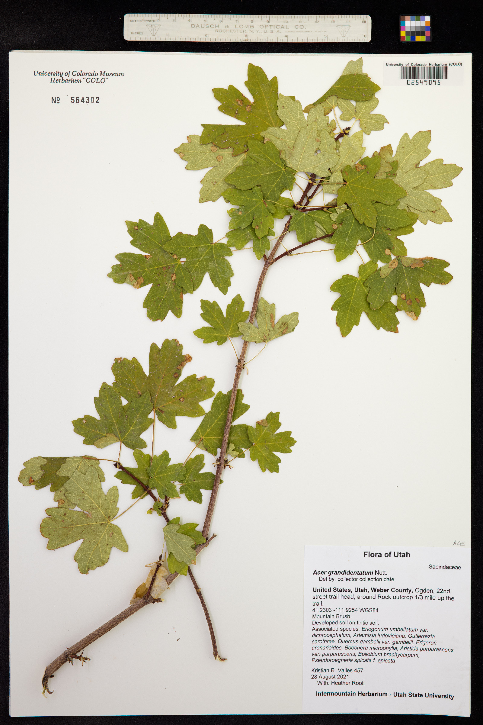 Acer grandidentatum image
