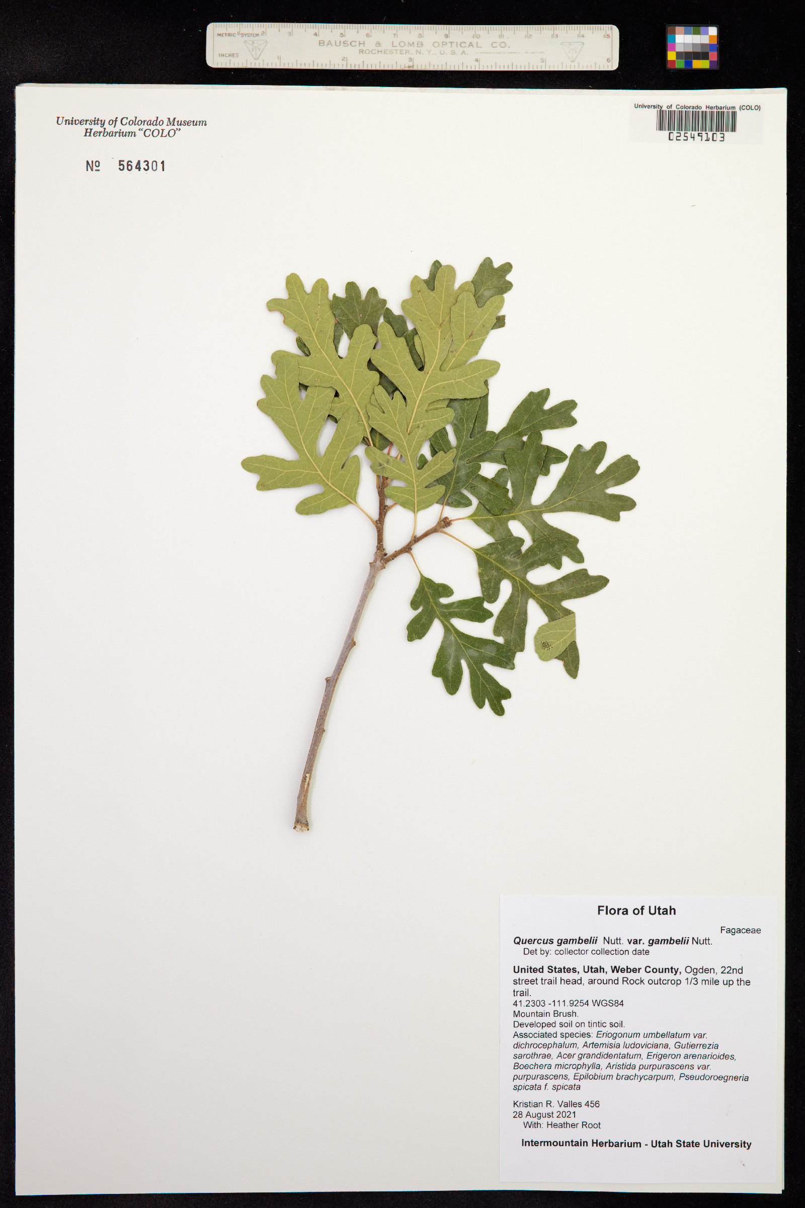 Quercus gambelii image