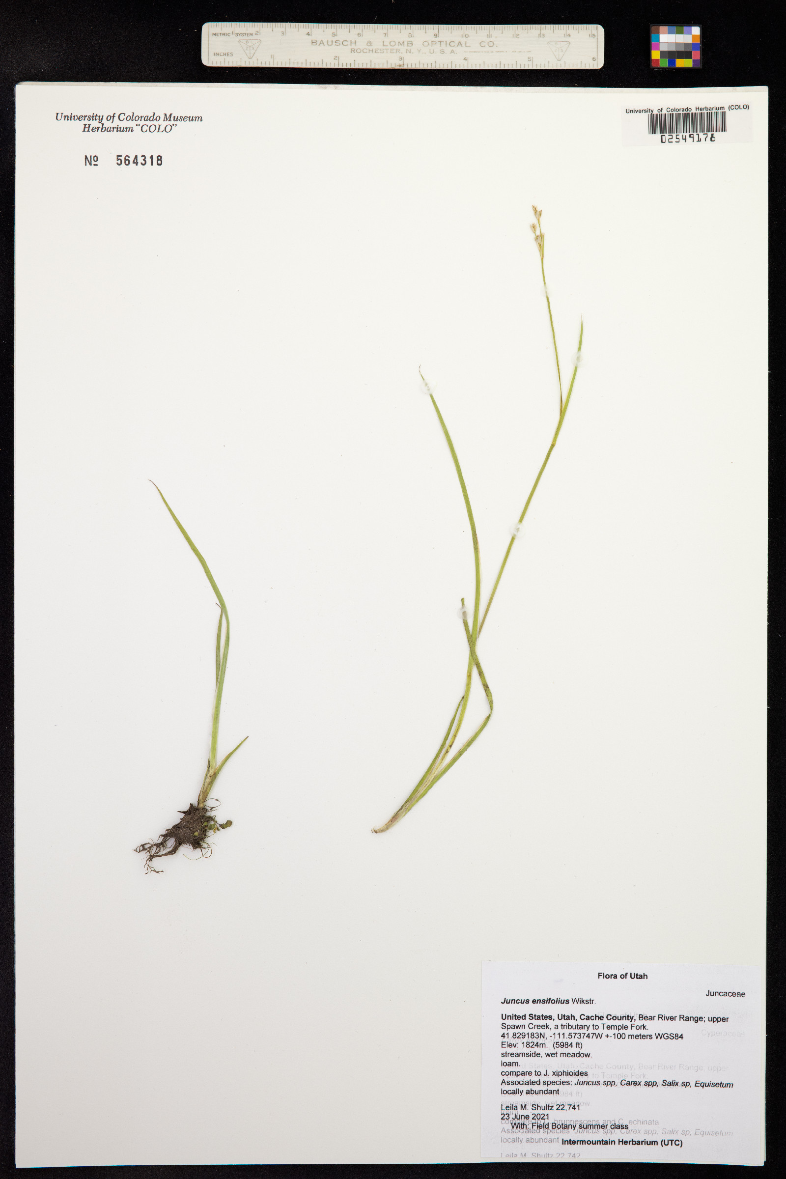 Juncus ensifolius image