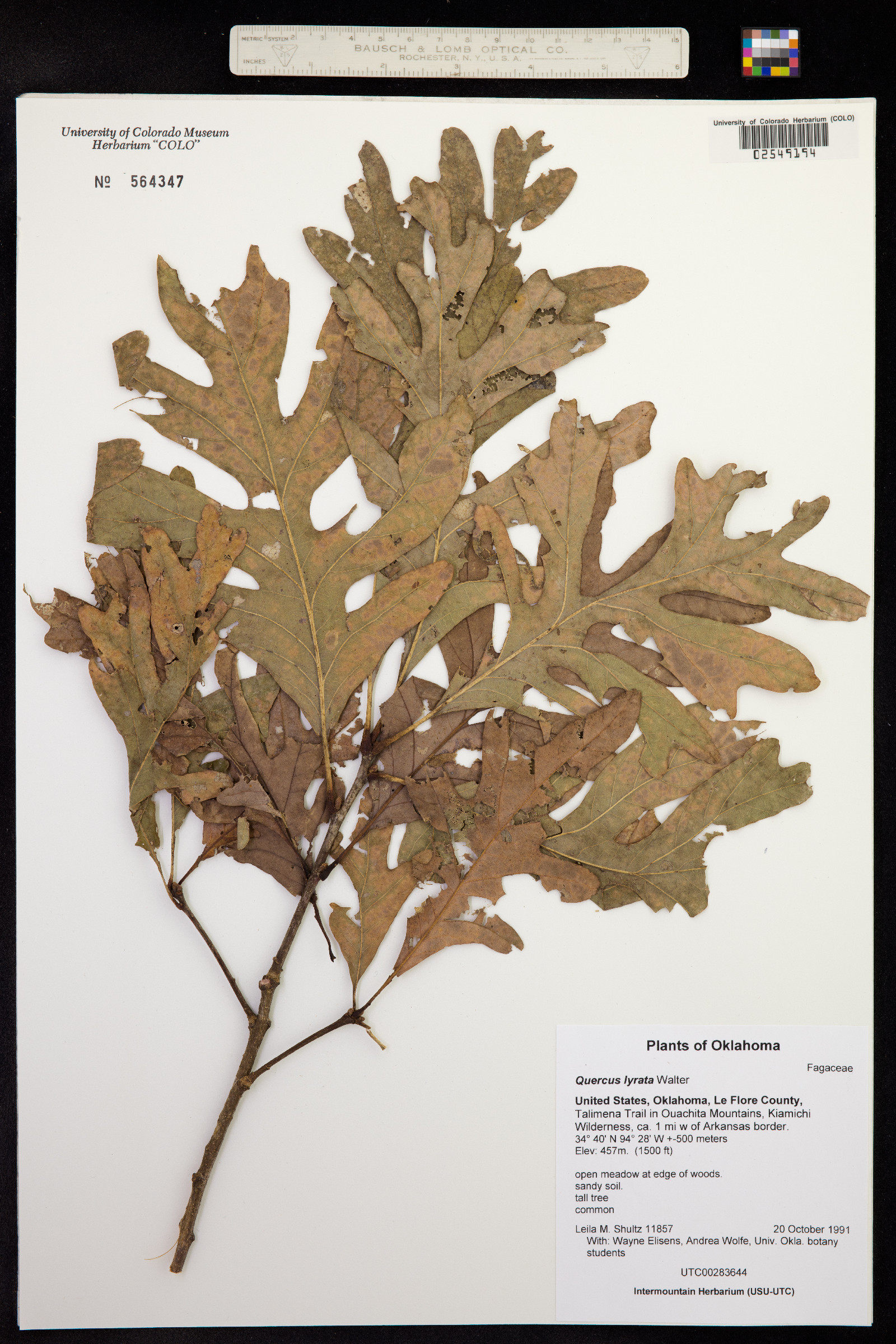 Quercus lyrata image