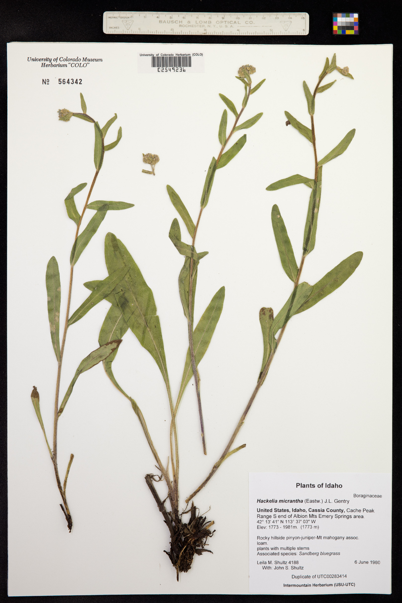 Hackelia micrantha image