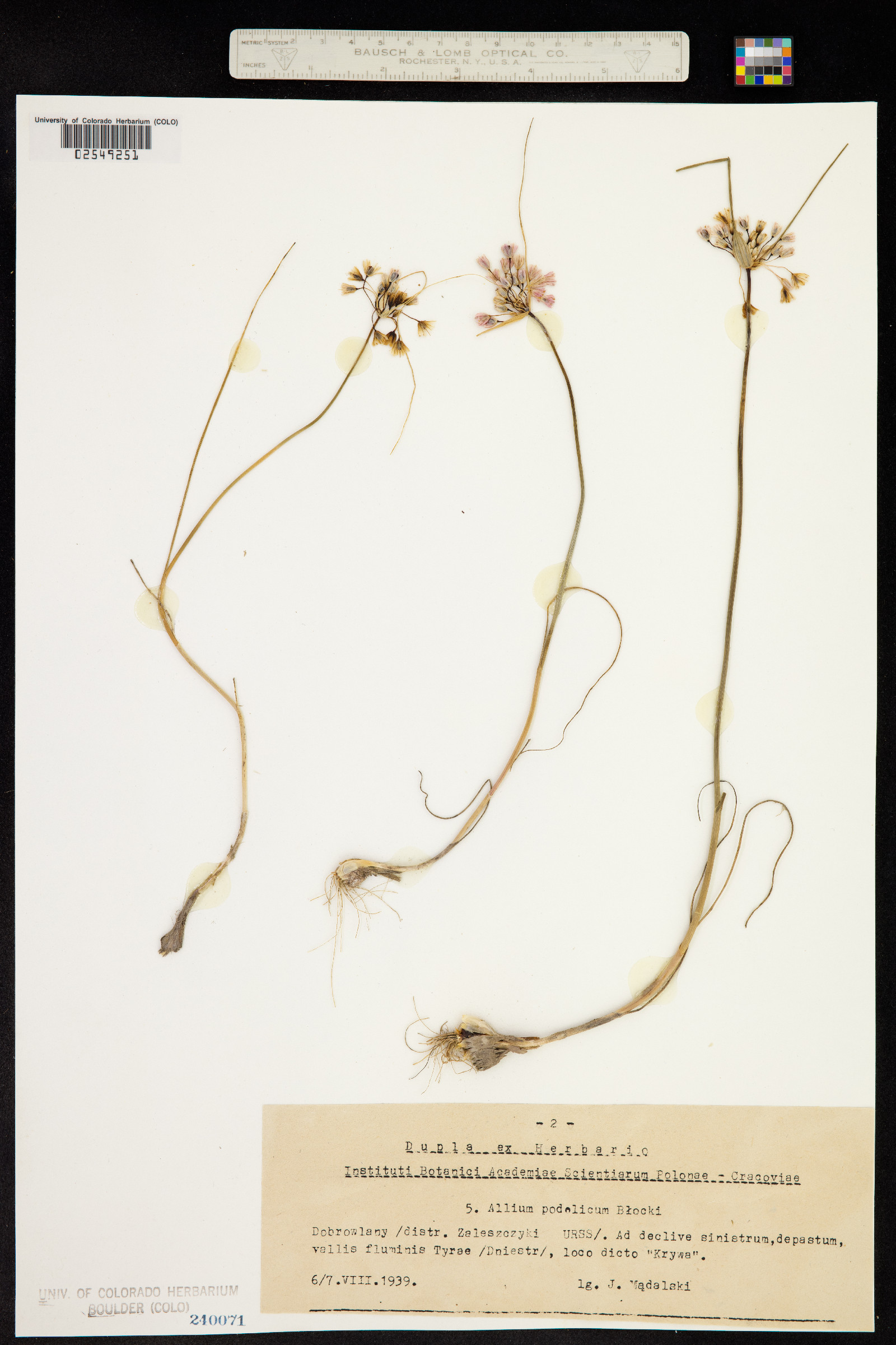 Allium podolicum image