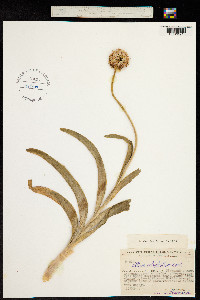 Allium carolinianum image