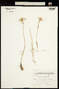 Allium pseudoflavum image