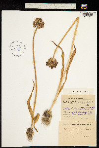Allium robustum image