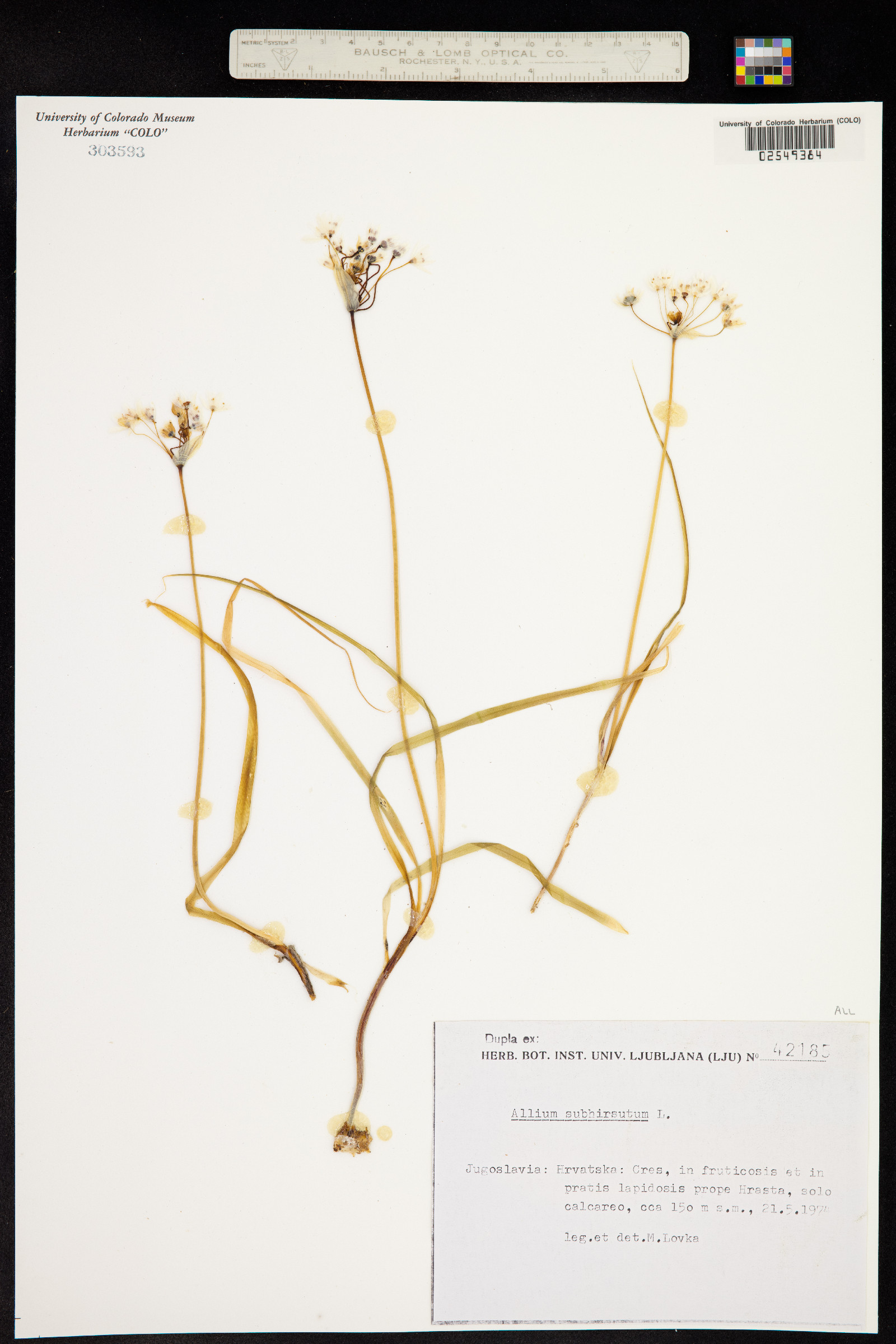 Allium subhirsutum image