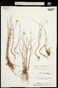 Allium tenuissimum image