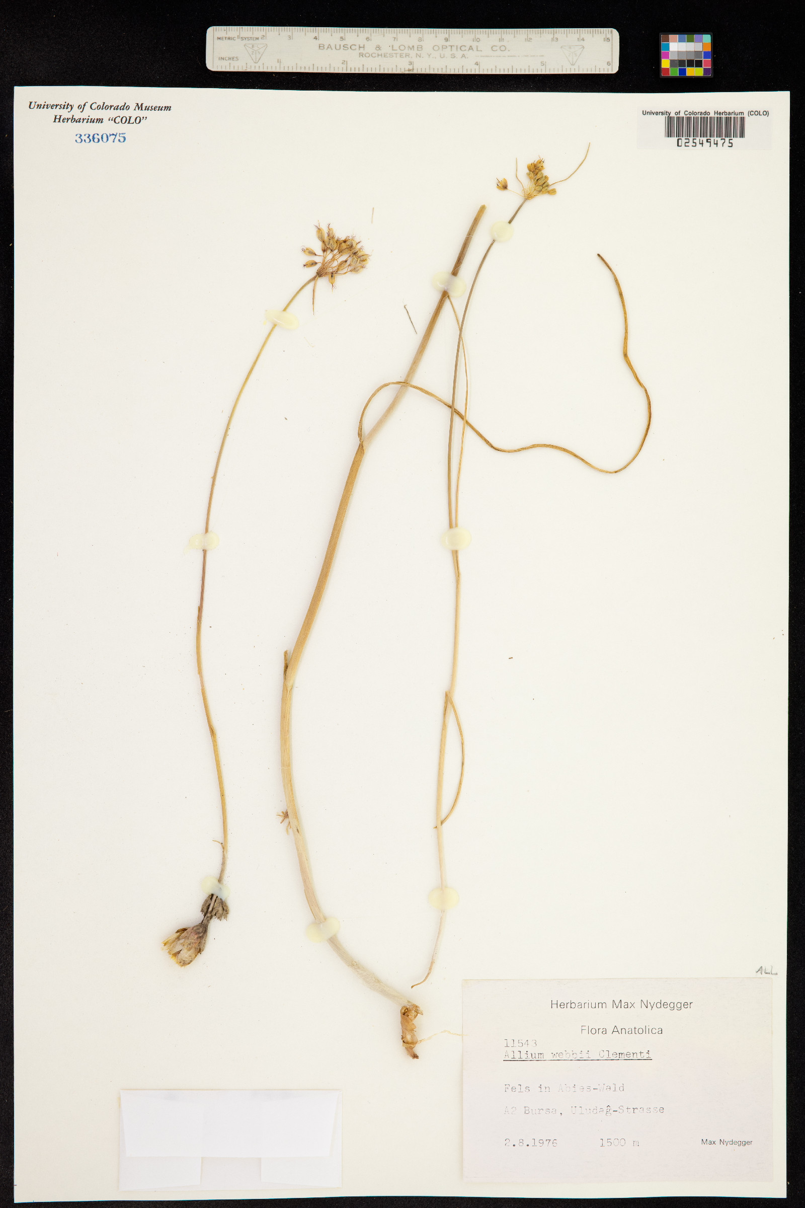 Allium flavum subsp. flavum image