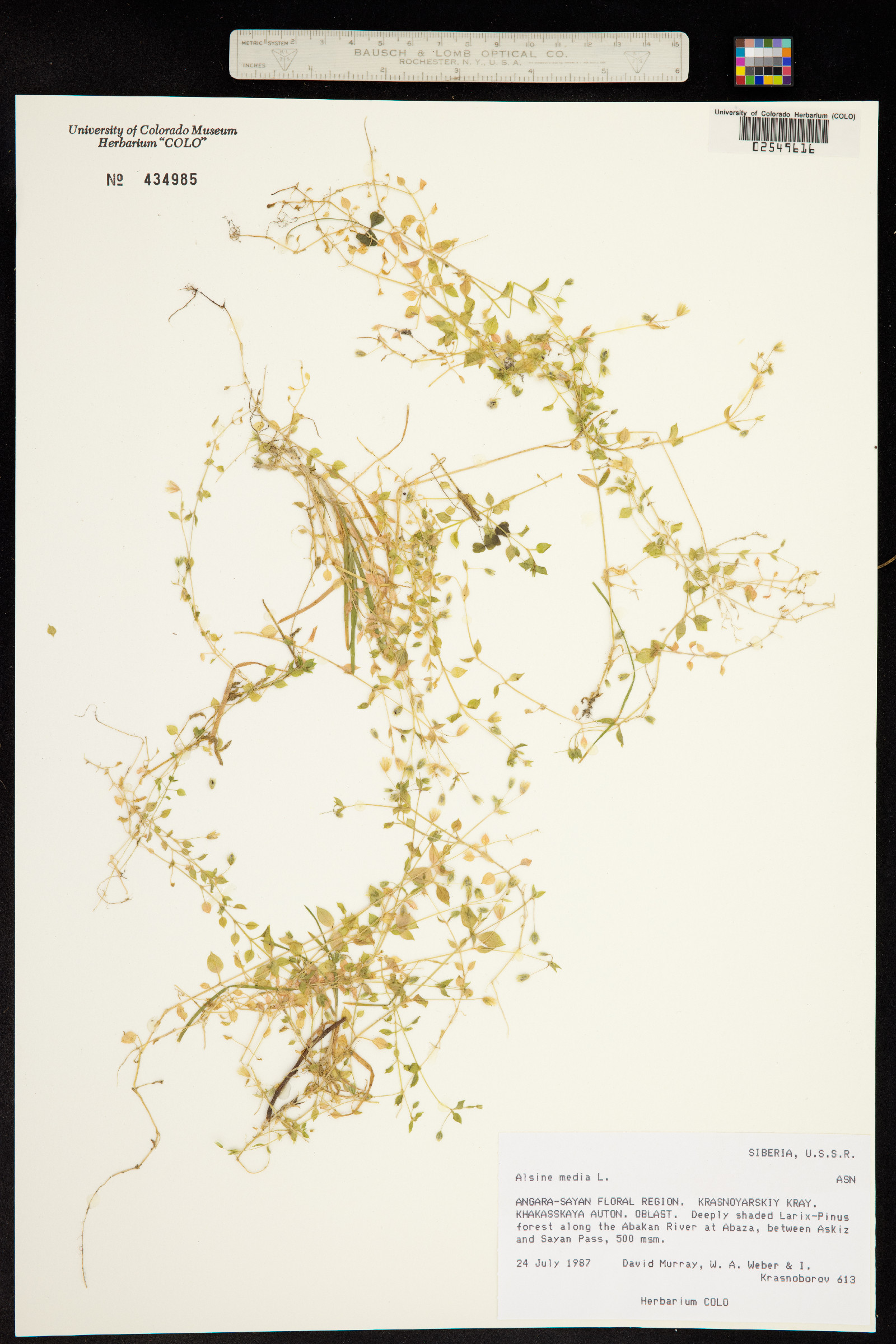 Stellaria media image