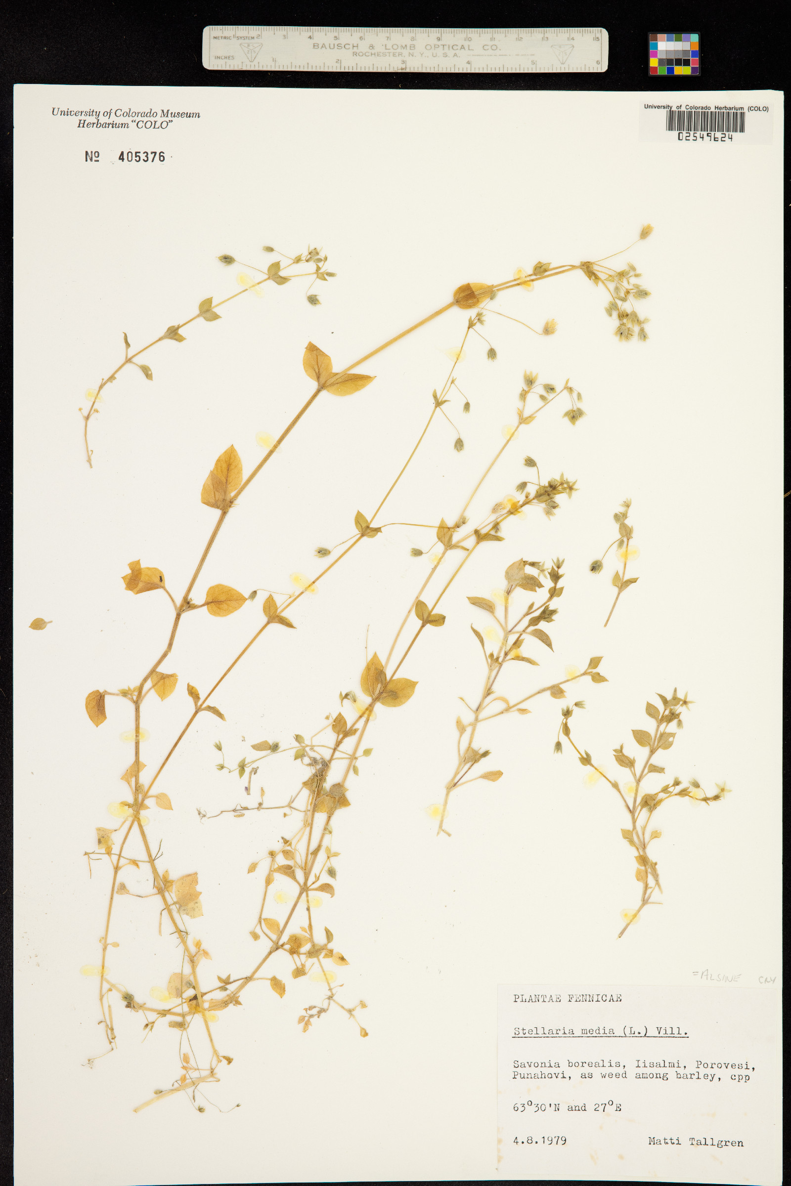 Stellaria media image