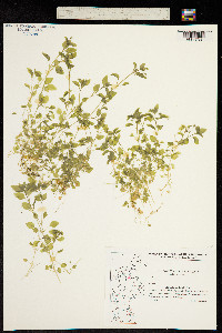 Stellaria media subsp. media image