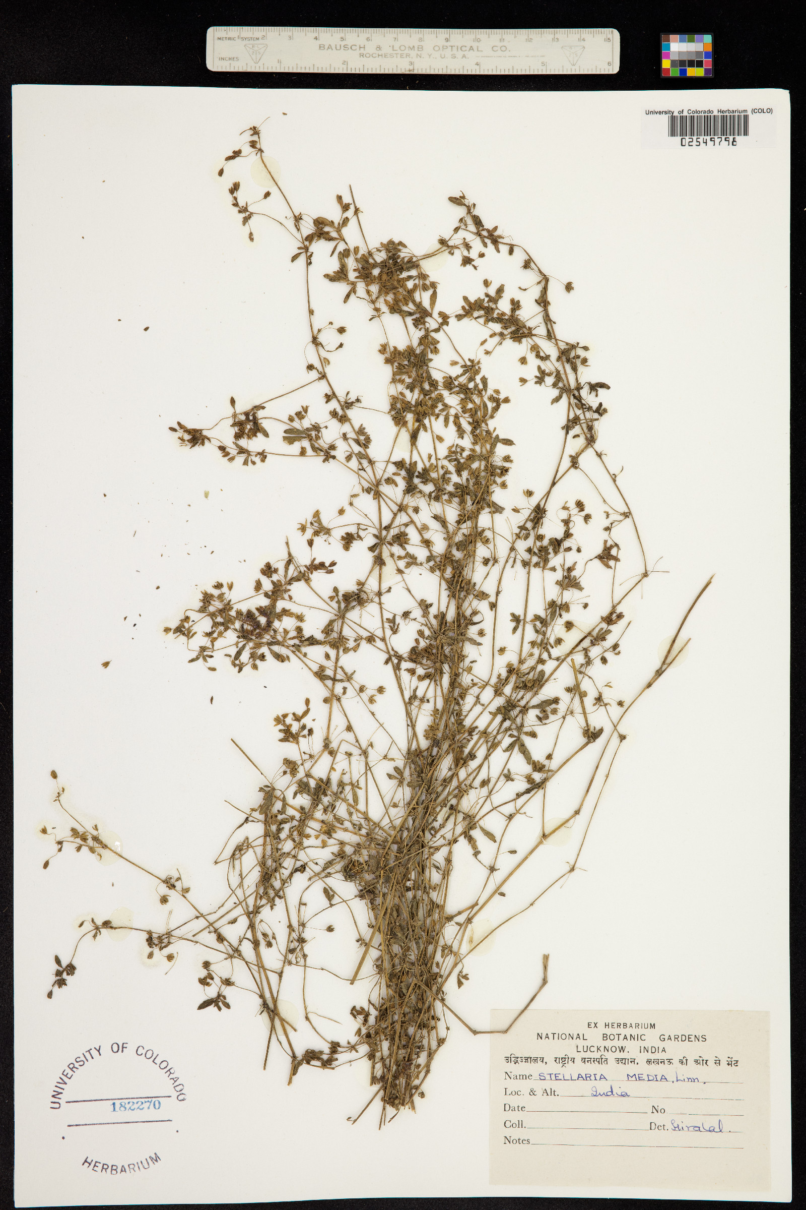 Stellaria media image
