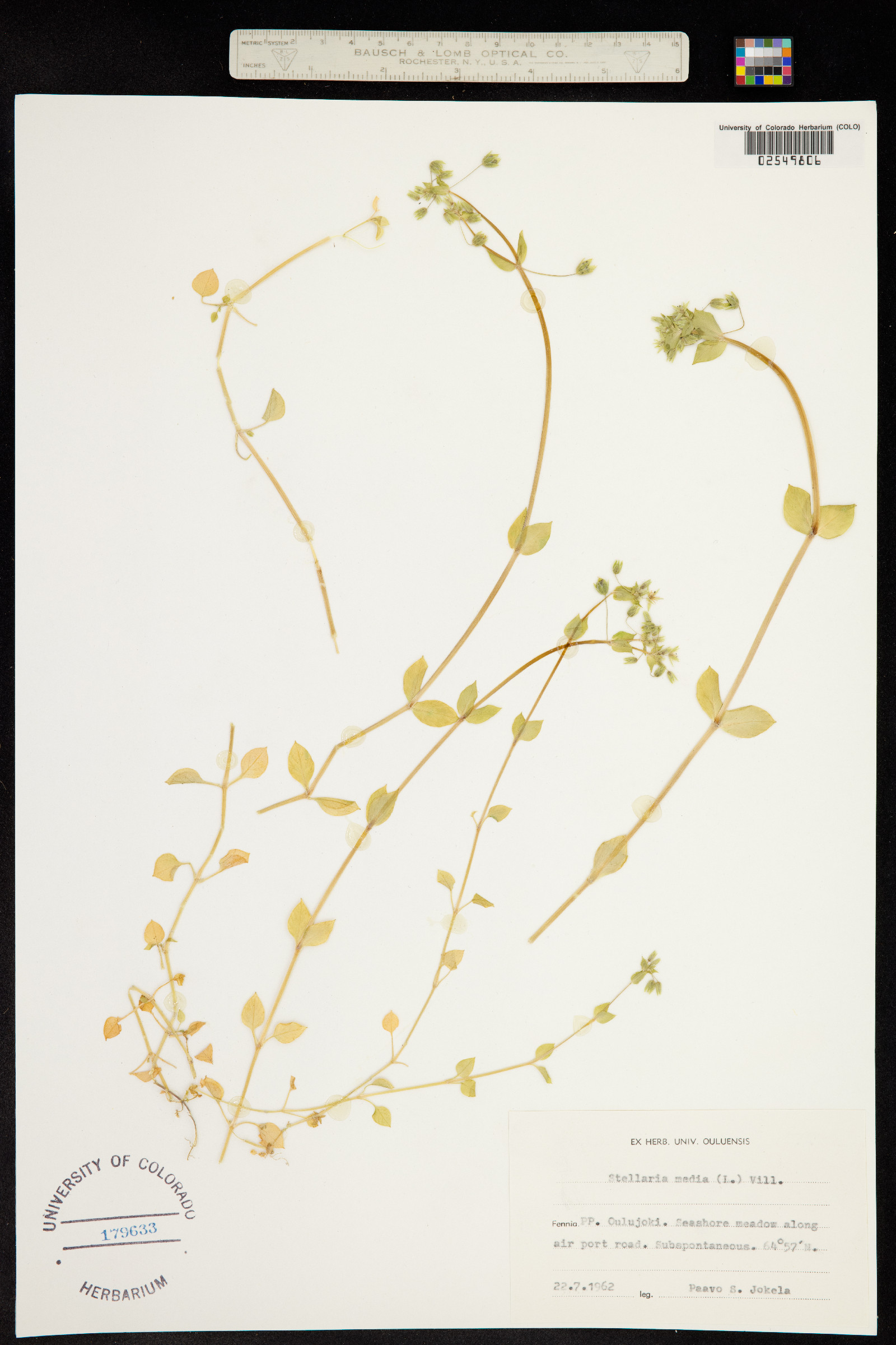 Stellaria media subsp. media image