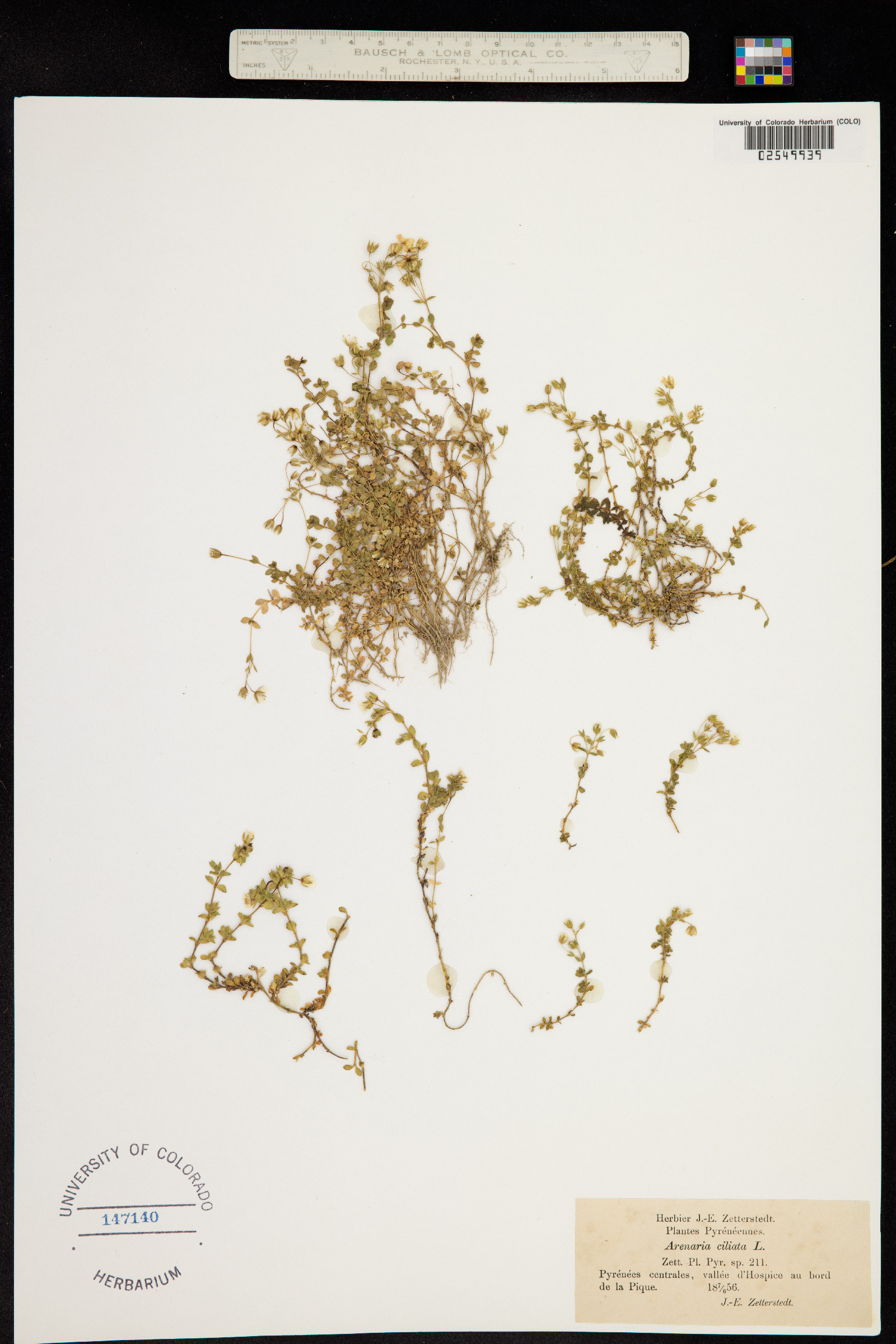 Arenaria ciliata image