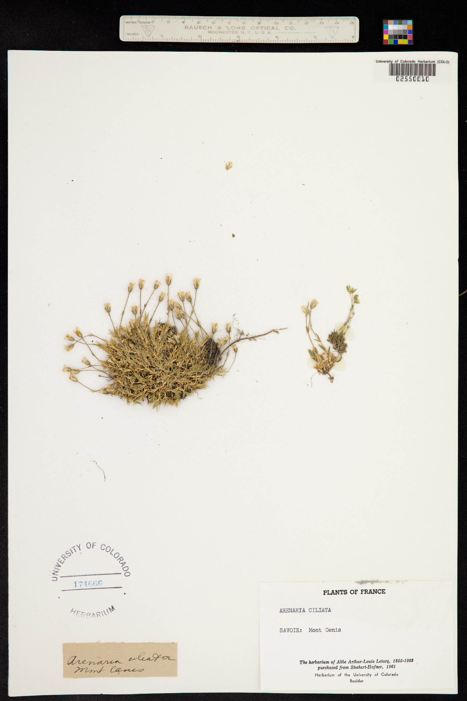 Arenaria ciliata image