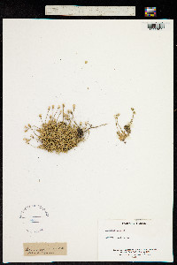 Arenaria ciliata image