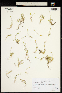 Arenaria grandiflora image