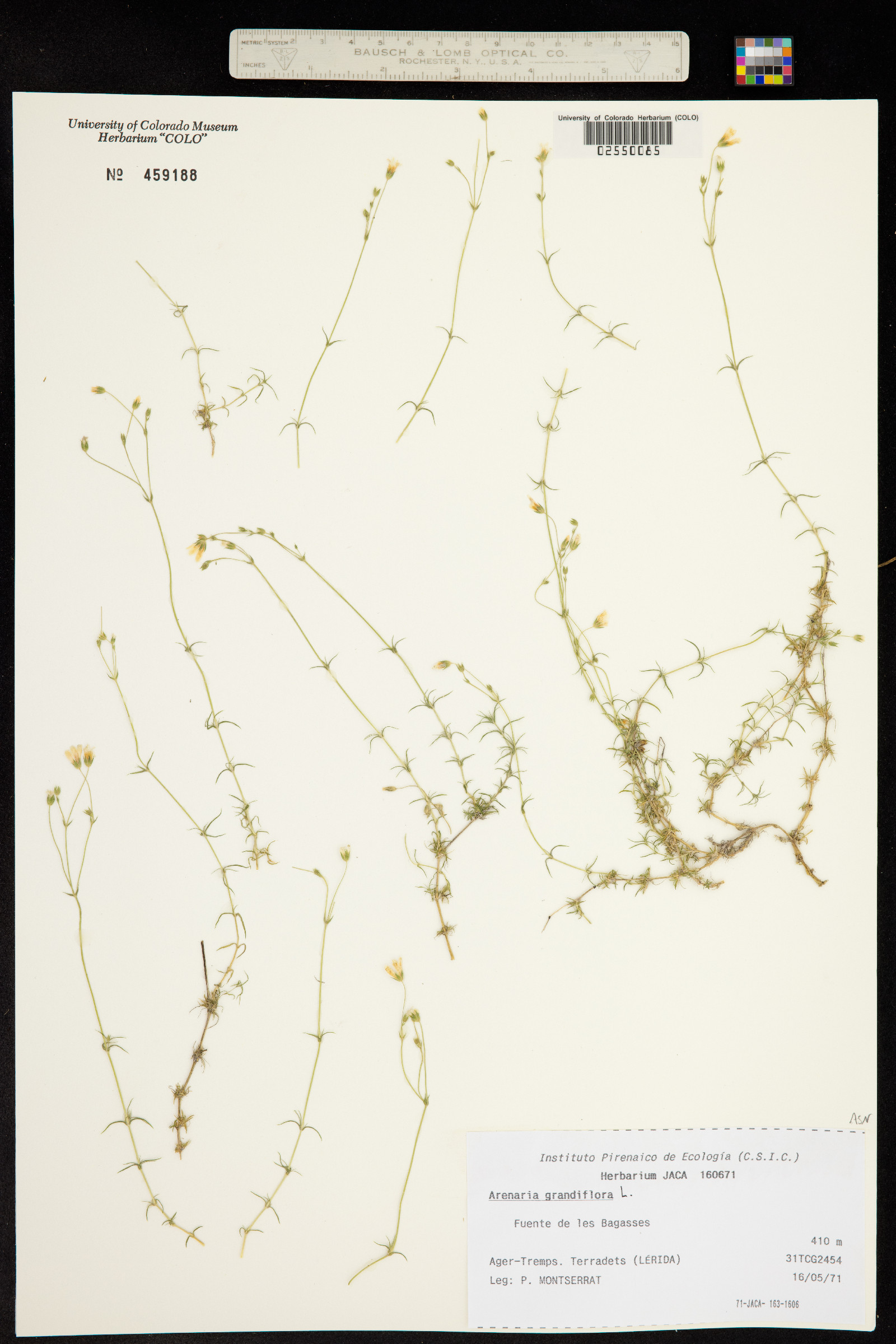 Arenaria grandiflora image