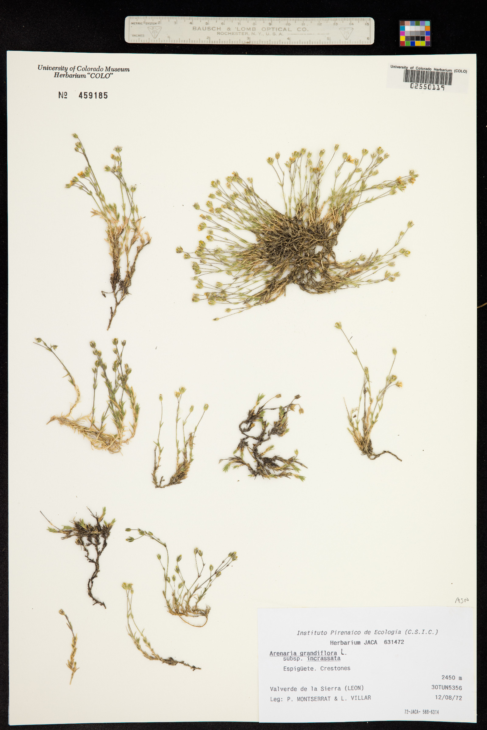 Arenaria grandiflora image