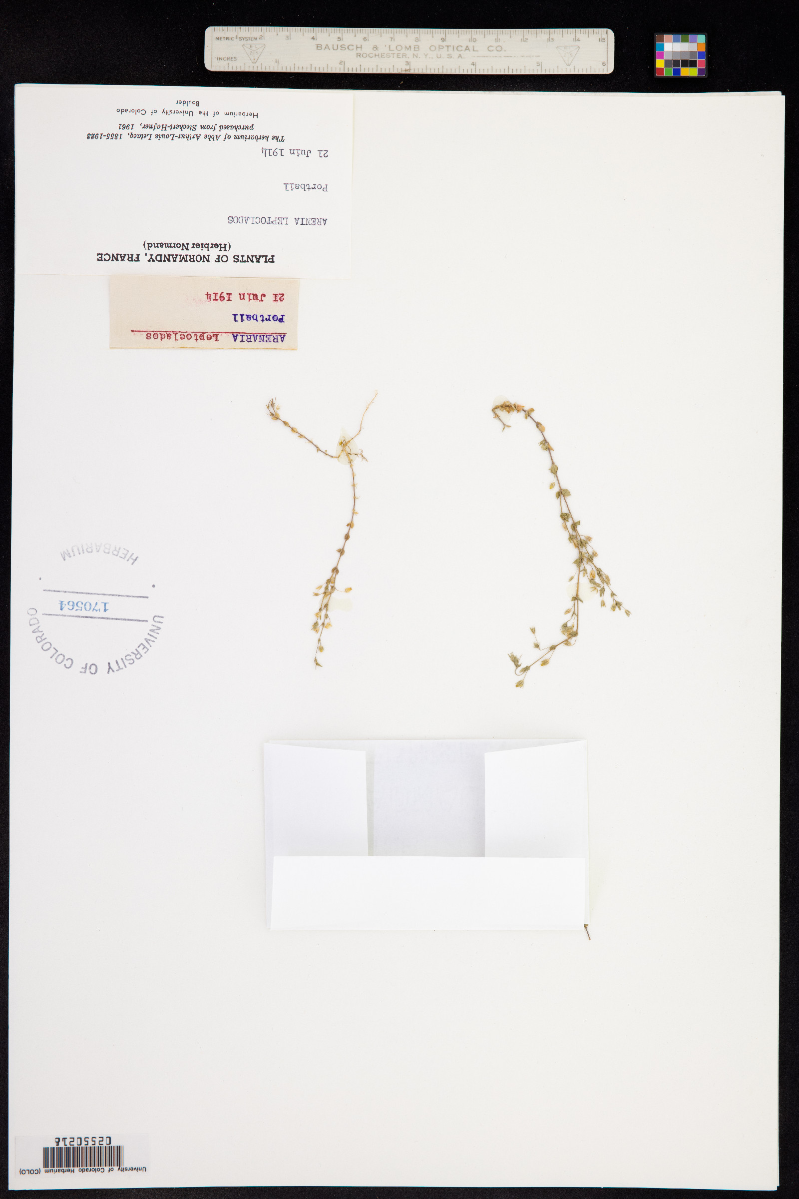 Arenaria serpyllifolia var. tenuior image
