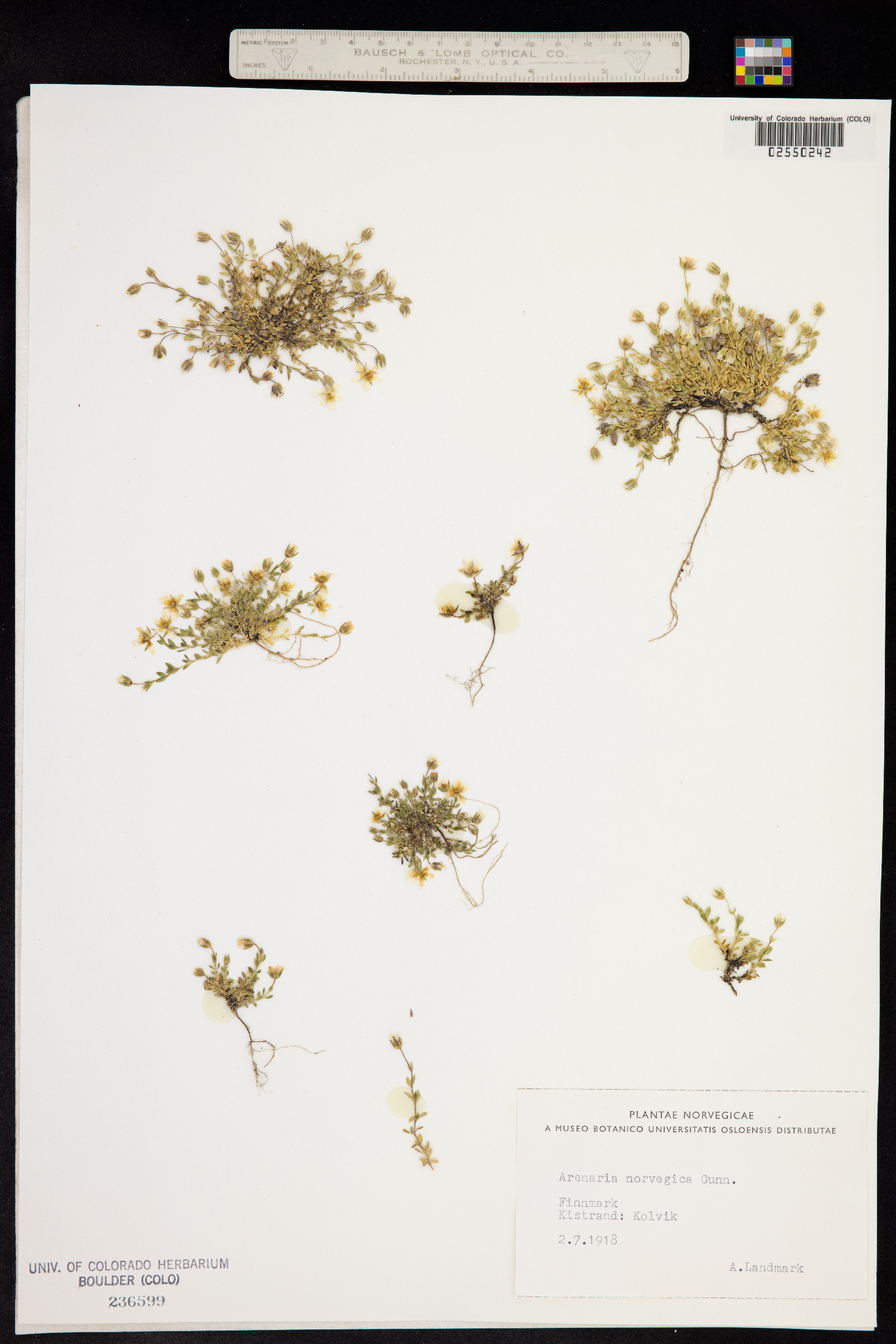 Arenaria norvegica image