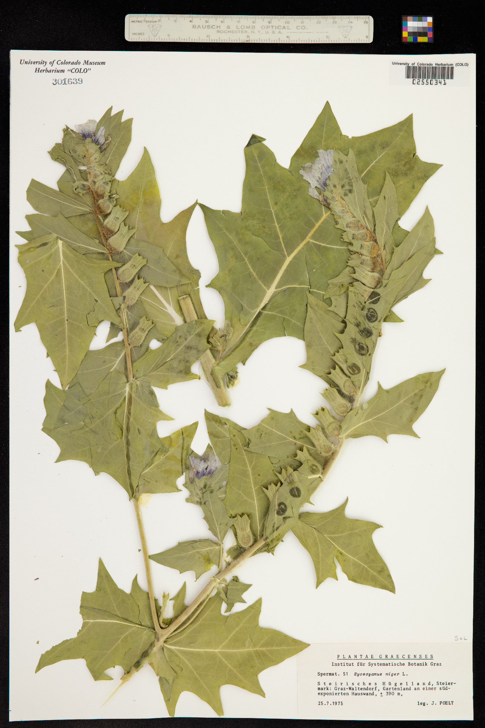 Hyoscyamus niger image