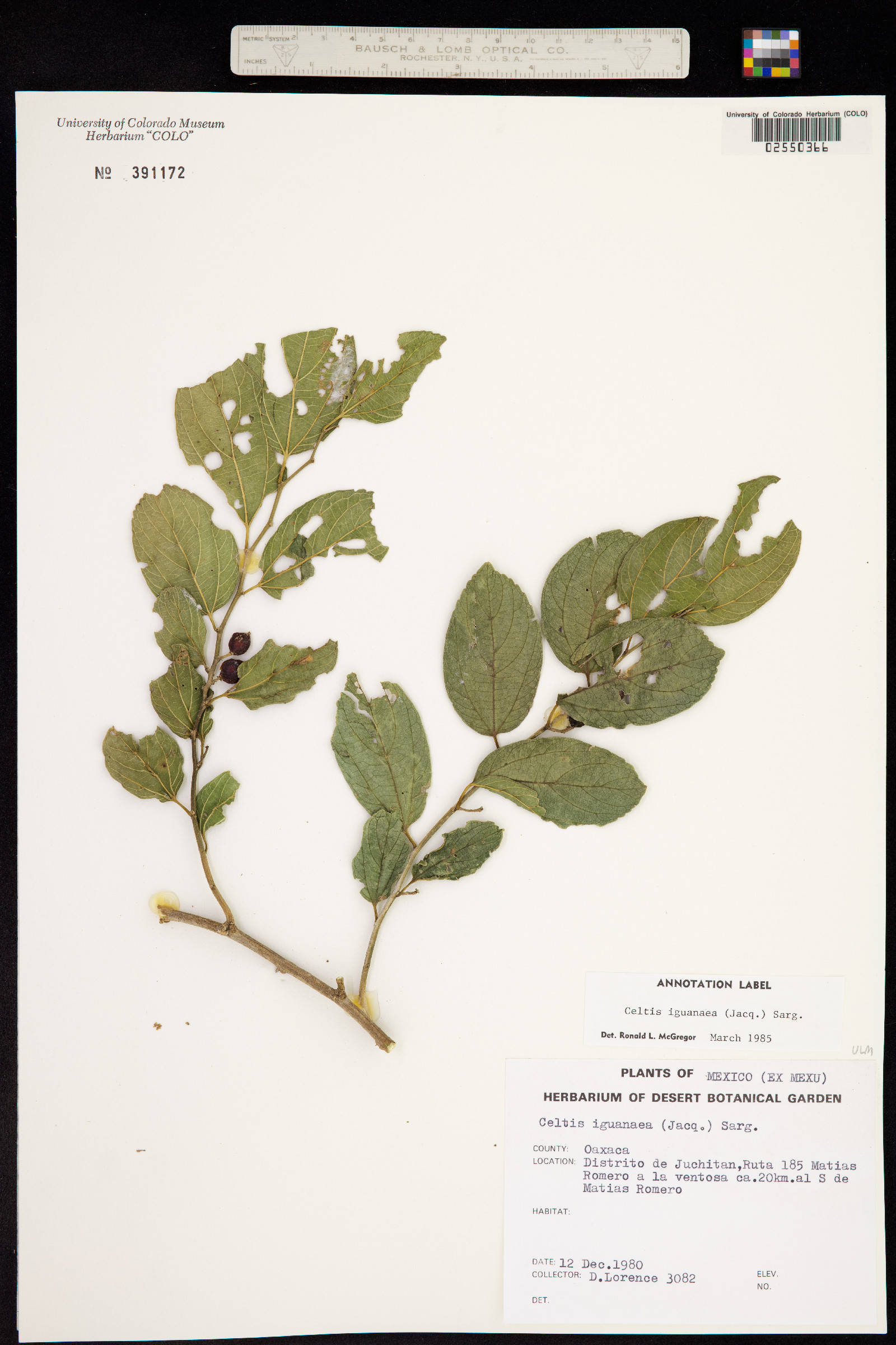 Celtis iguanaea image