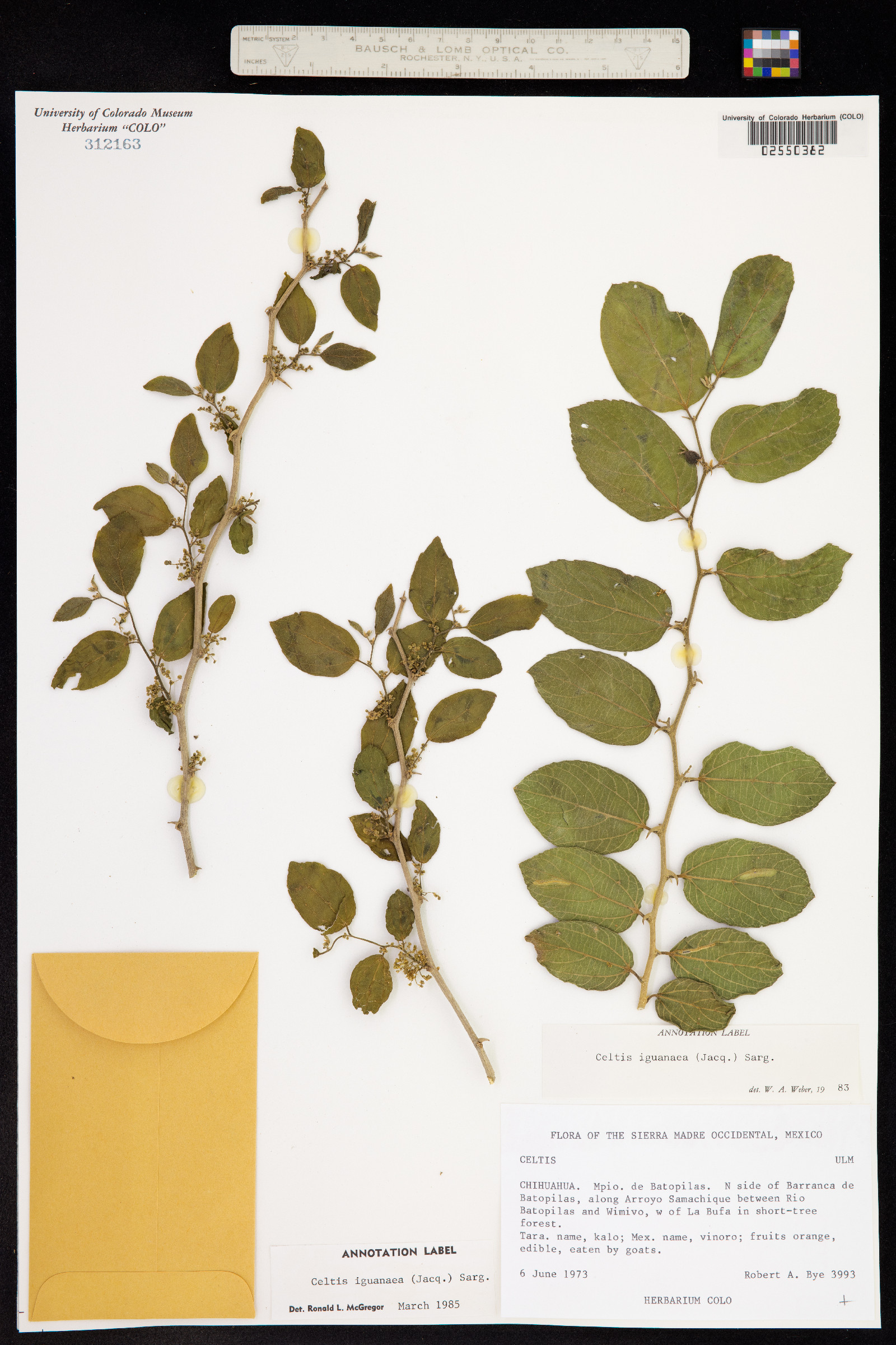 Celtis iguanaea image