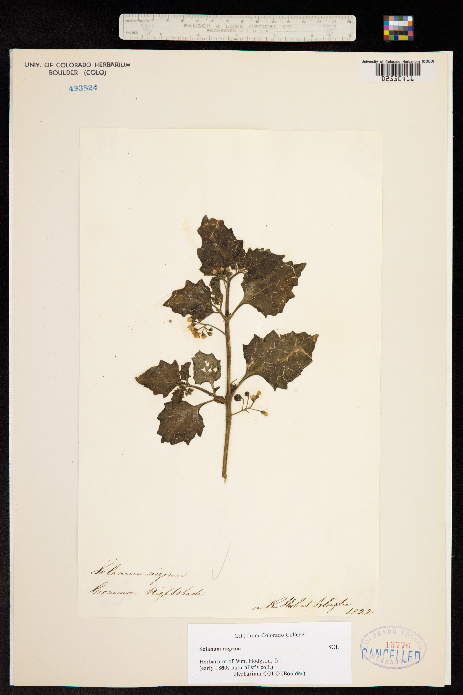Solanum nigrum image