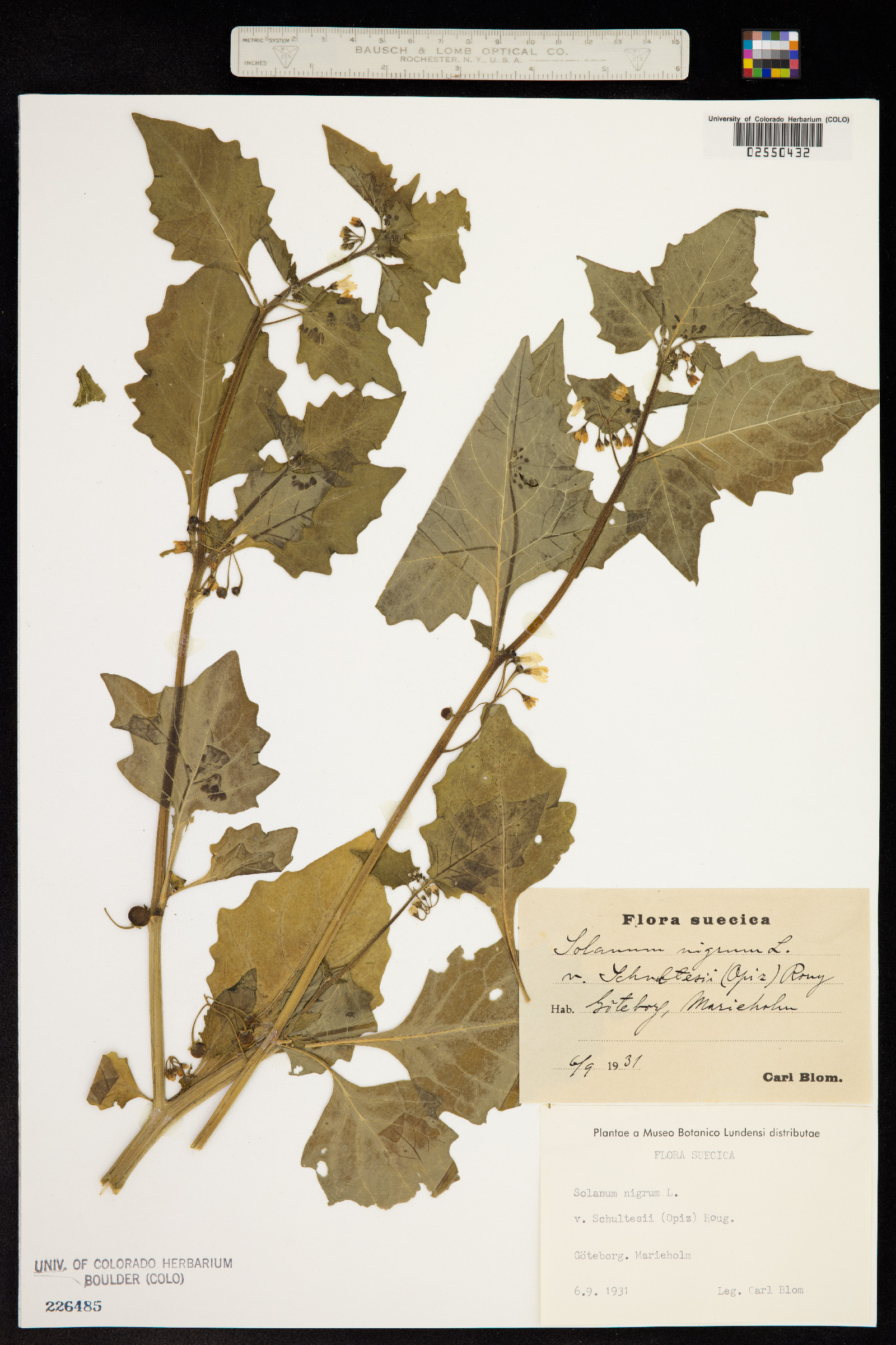 Solanum nigrum image