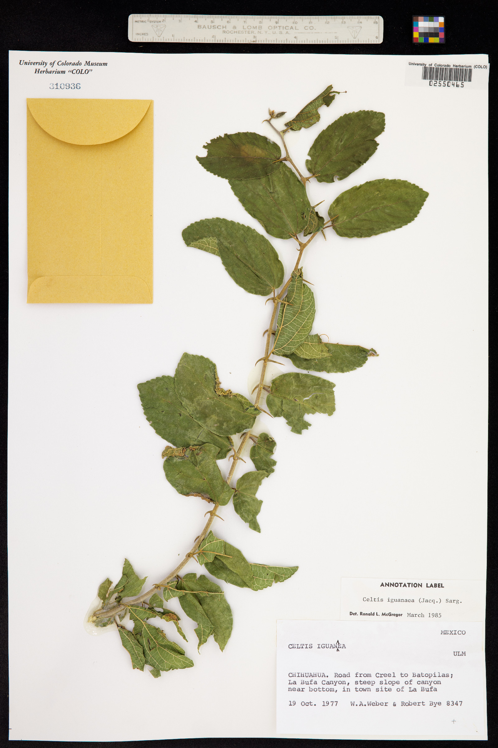 Celtis iguanaea image