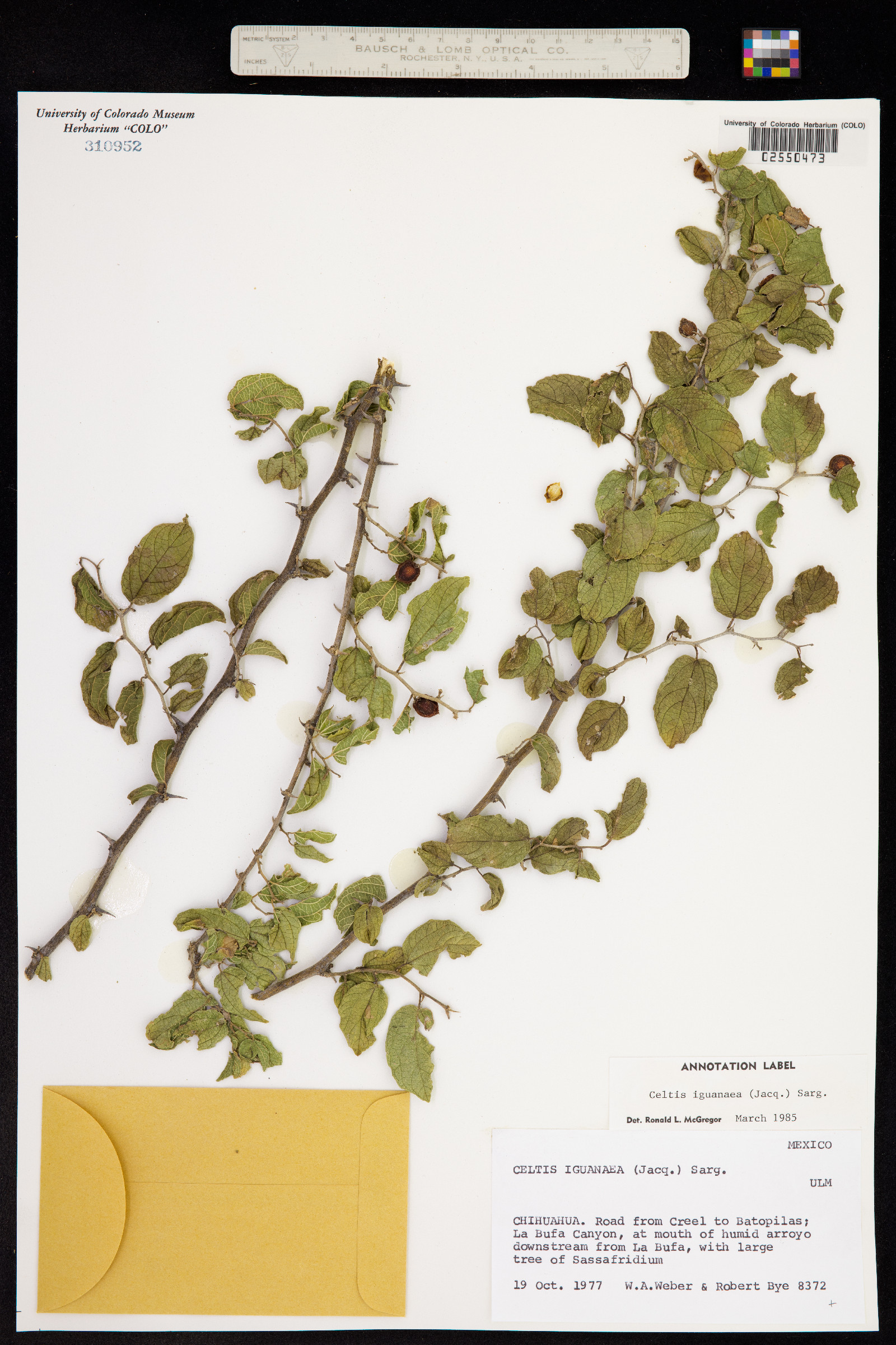 Celtis iguanaea image