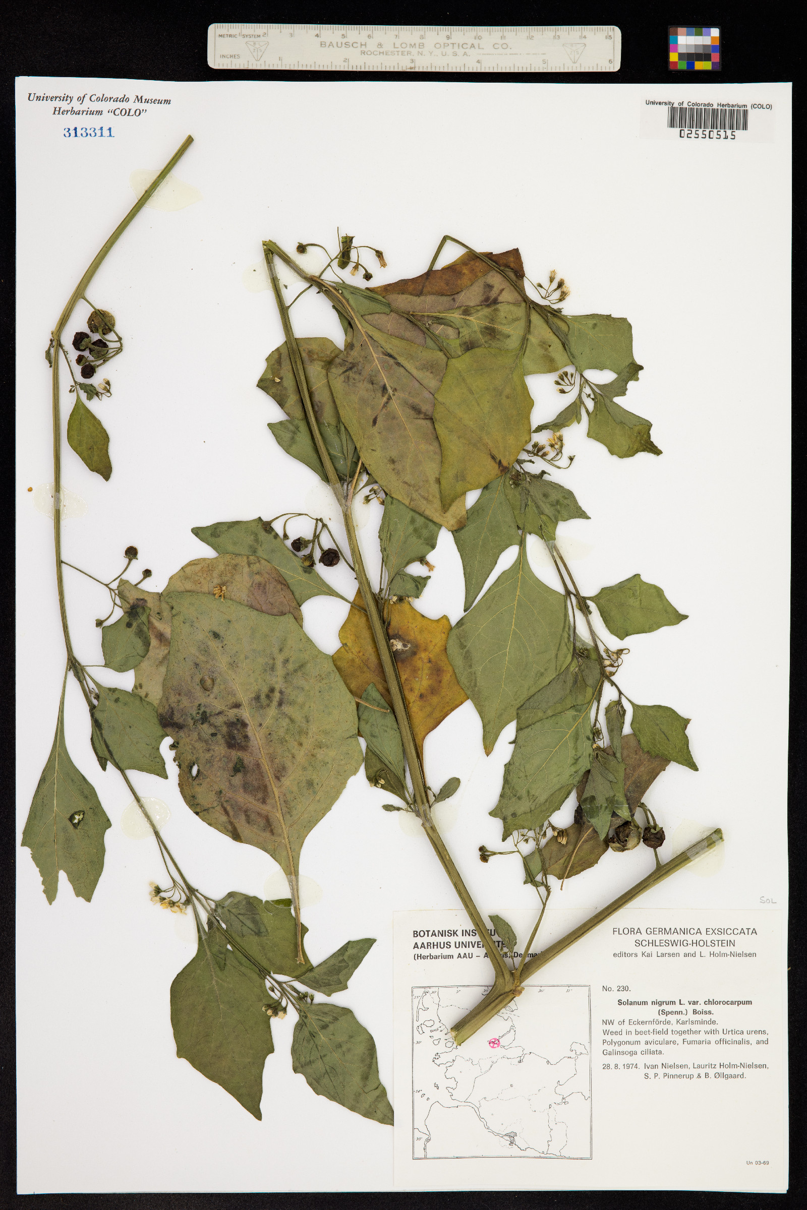 Solanum nigrum image