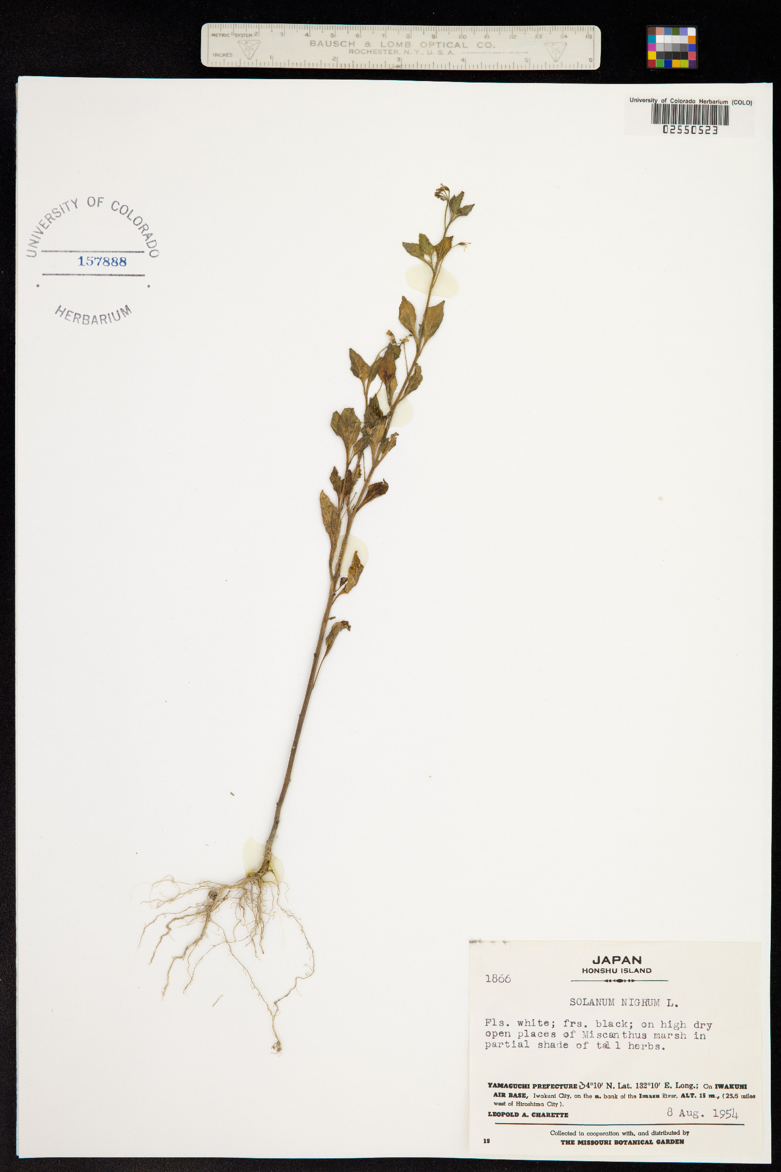 Solanum image