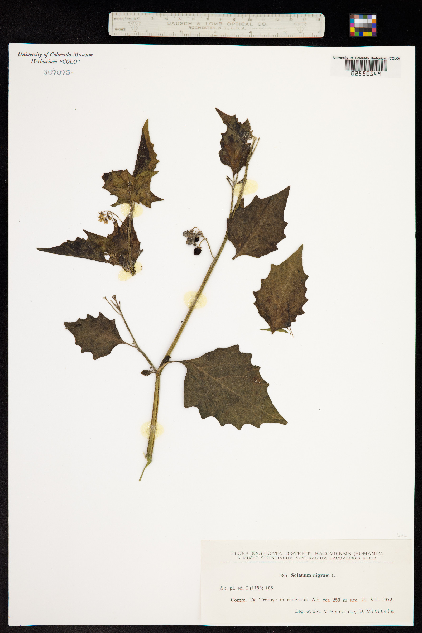 Solanum nigrum image