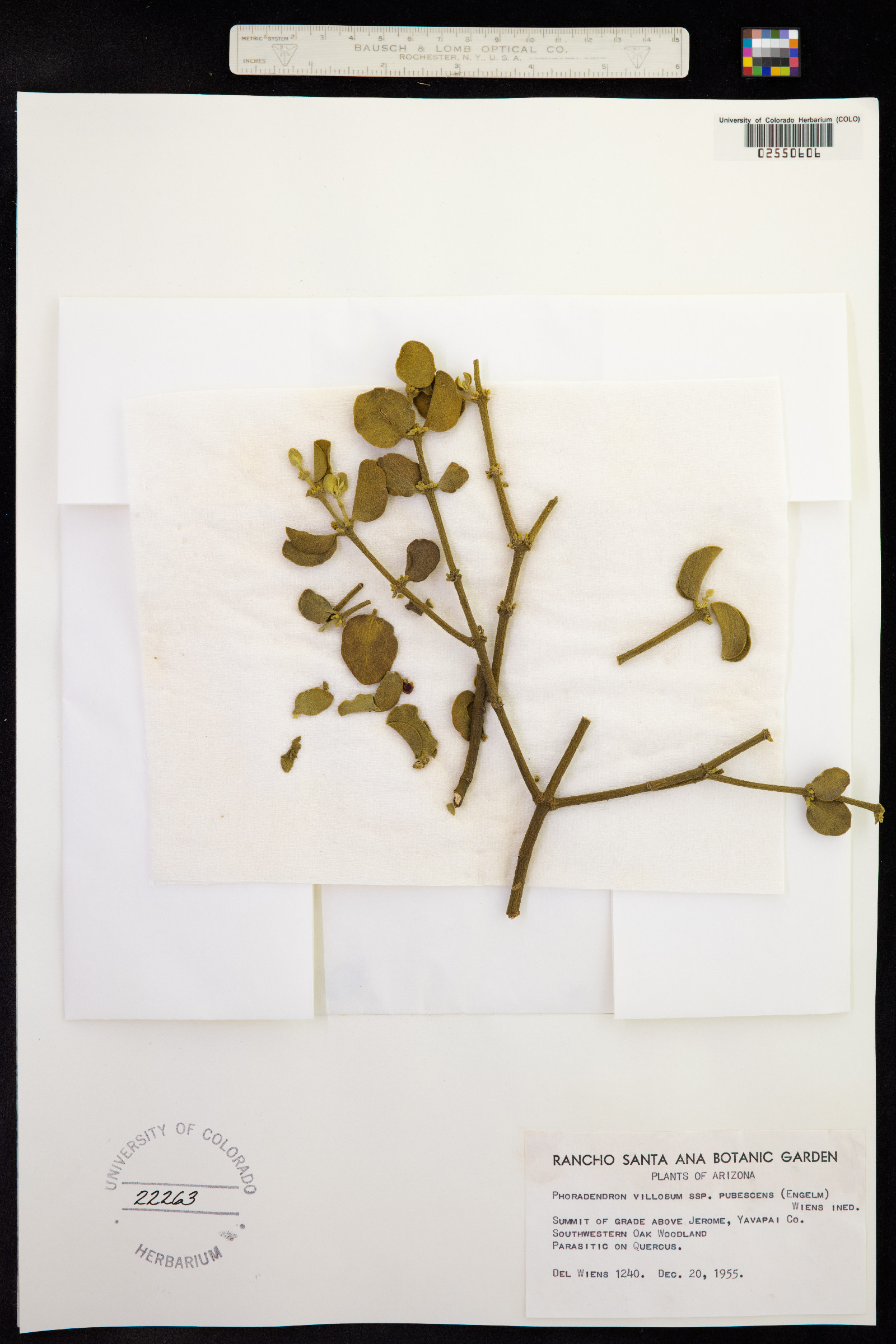 Phoradendron velutinum image