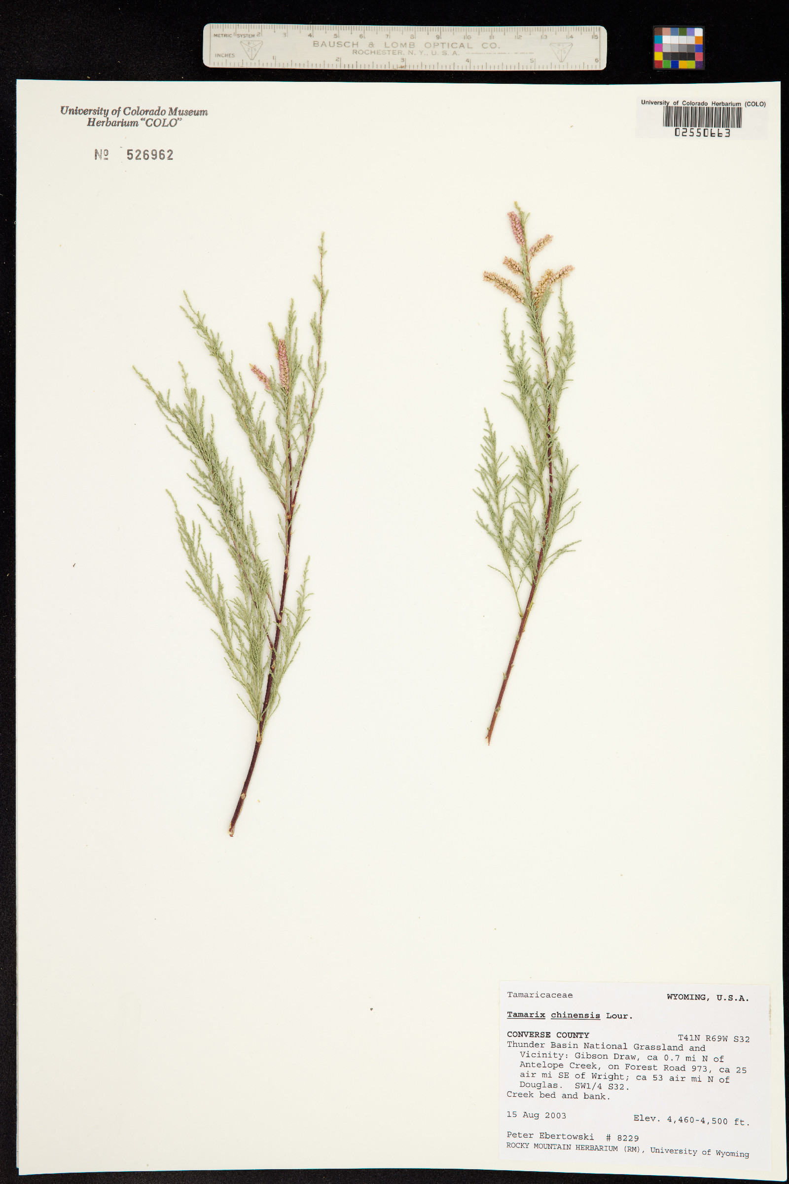 Tamarix chinensis image