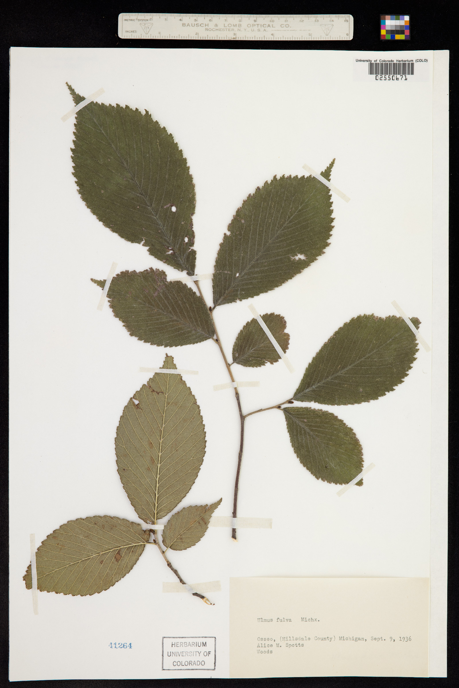 Ulmus rubra image