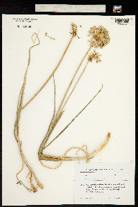 Allium pallasii image