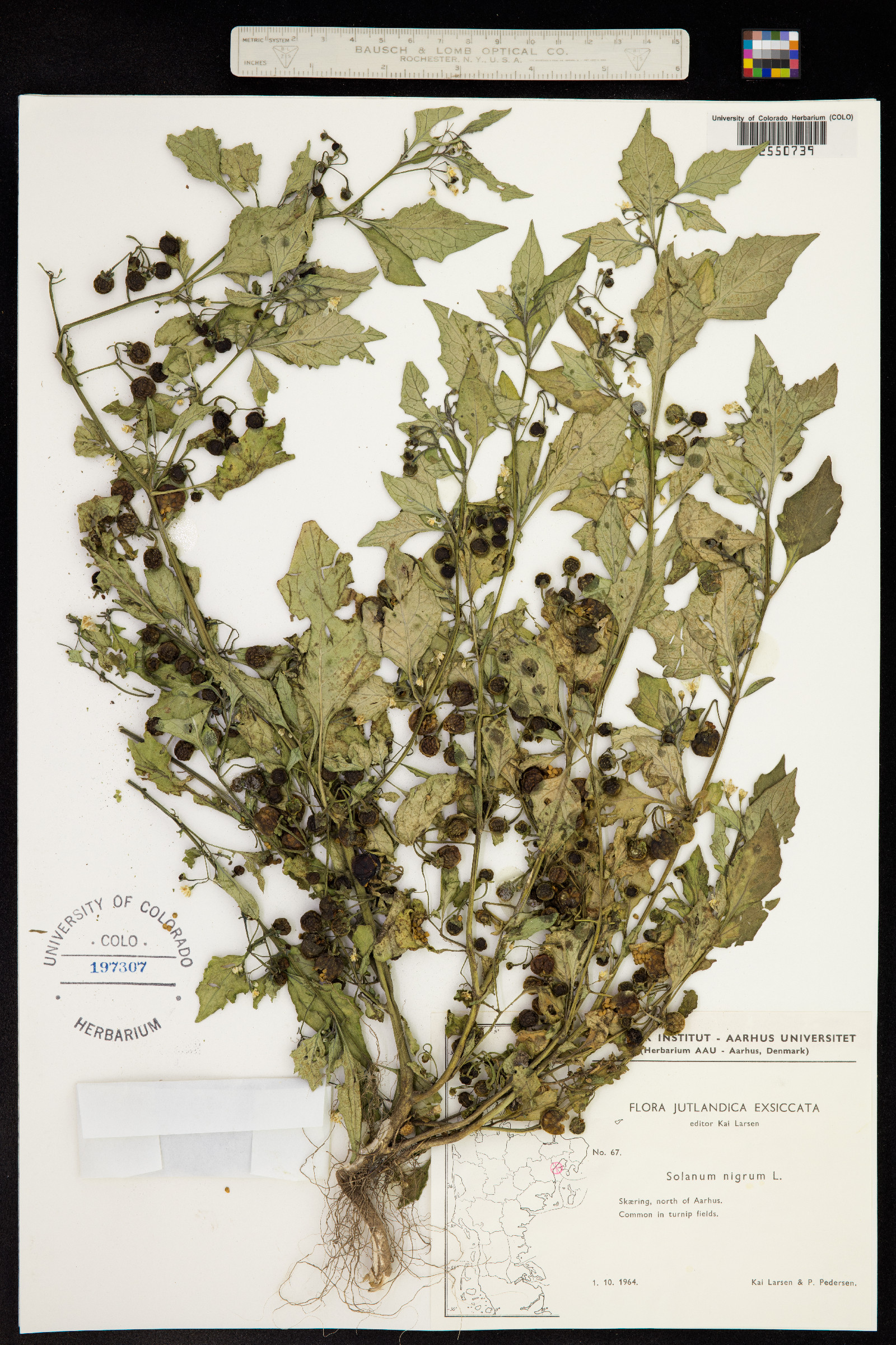 Solanum nigrum image